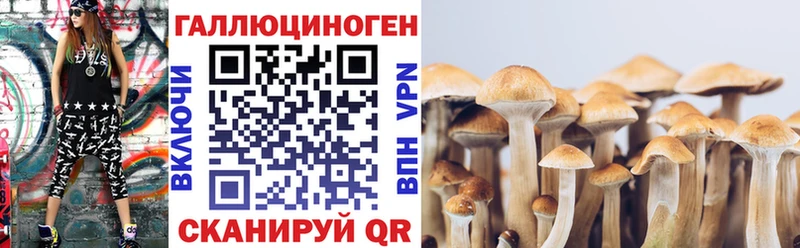 blacksprut tor  Пучеж  Псилоцибиновые грибы Psilocybe 